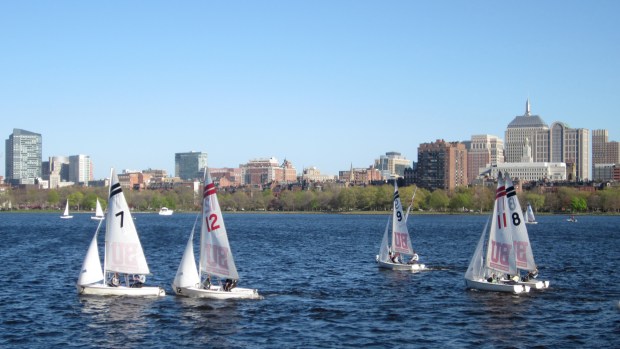 The Boston University sailing club practicing on the Charles River, May 2013.