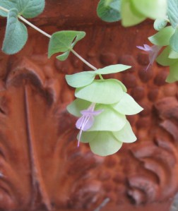 Flowering oregano, July 2015. (credit: own photo)