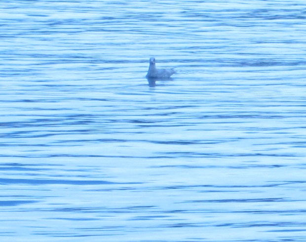Seagull in Nanaimo harbour