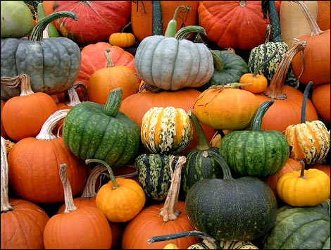 Pumpkin diversity. (credit: thepeachtreefarm.com)